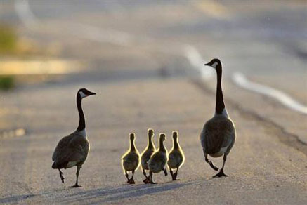 【干貨滿滿】為什么要買學(xué)區(qū)房，看完你就懂了